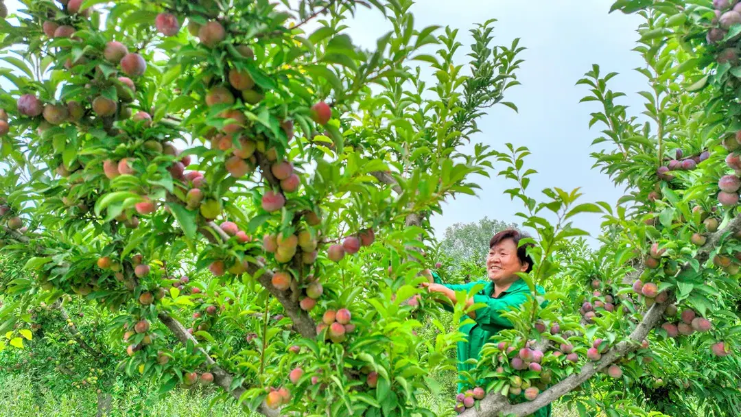 屯留区：盛夏时节 瓜果飘香-图3