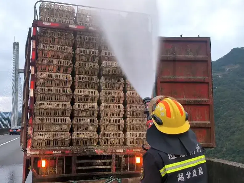 湖北宜昌：货车高速堵车致2000只活鸭“中暑” 消防紧急“冲澡”降温-图2