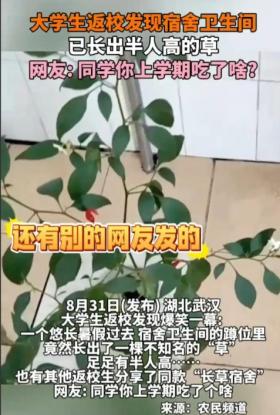 离谱！湖北一大学生返校竟发现厕所里长出半人高杂草，离奇又好笑-图4